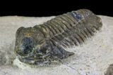 Bargain, Gerastos Trilobite Fossil - Morocco #84614-3
